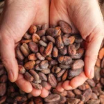 Kakavos pupelės (25 g)